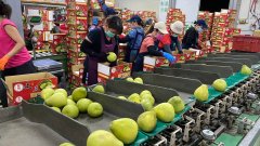 配资利息软件_贸易制裁 台湾文旦柚销中路断 外销何去何从？